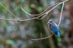 Oiseaux Martin pêcheur d\'Europe (Alcedo atthis)