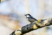 Oiseaux Mésange noire (Periparus ater)