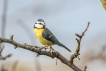 Oiseaux Mésange bleue (Cyanistes caeruleus)