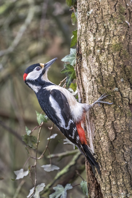 Photo Oiseaux, Pic épeiche male (Dendrocopos major)