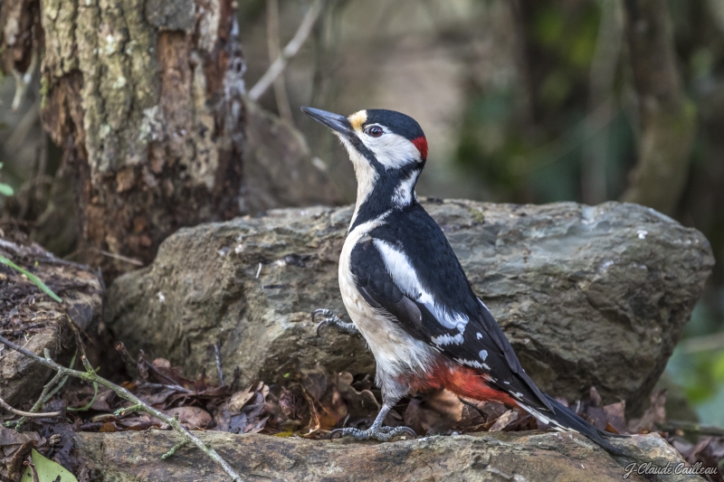 Photo Oiseaux Pic épeiche male (Dendrocopos major)