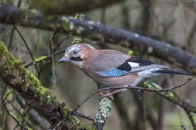 Photo Oiseaux Geai de chènes (Garrulus glandarius)