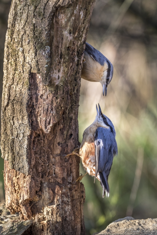 Photo Oiseaux Sittelle torchepot (Sitta europaea)