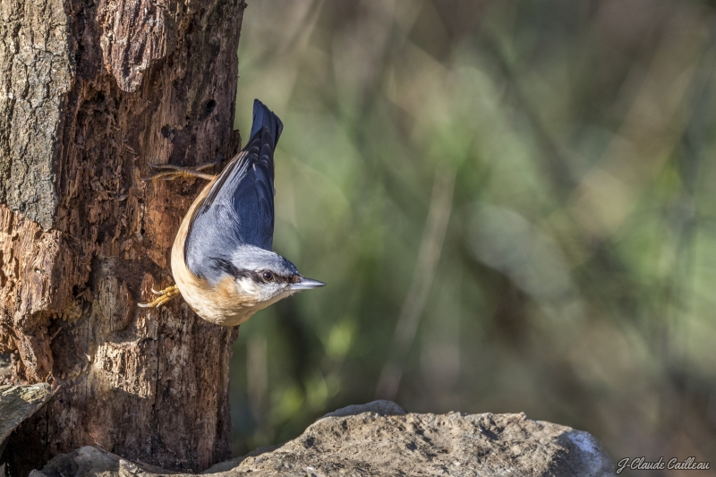 Photo Oiseaux Sittelle torchepot (Sitta europaea)