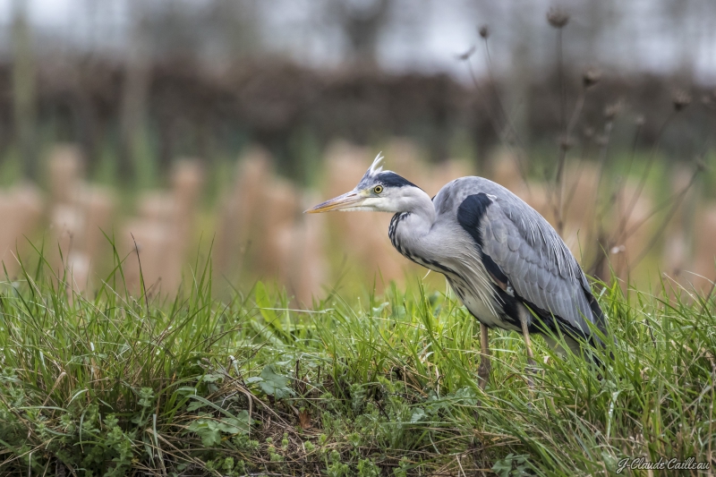 Photo Oiseaux Héron cendré (Ardea cinerea)
