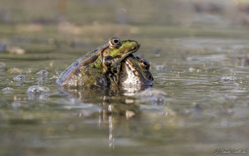 Photo Amphibiens Grenouille verte 