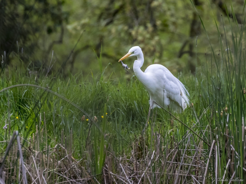 Photo Oiseaux Grande aigrette (Casmeroduis albus)