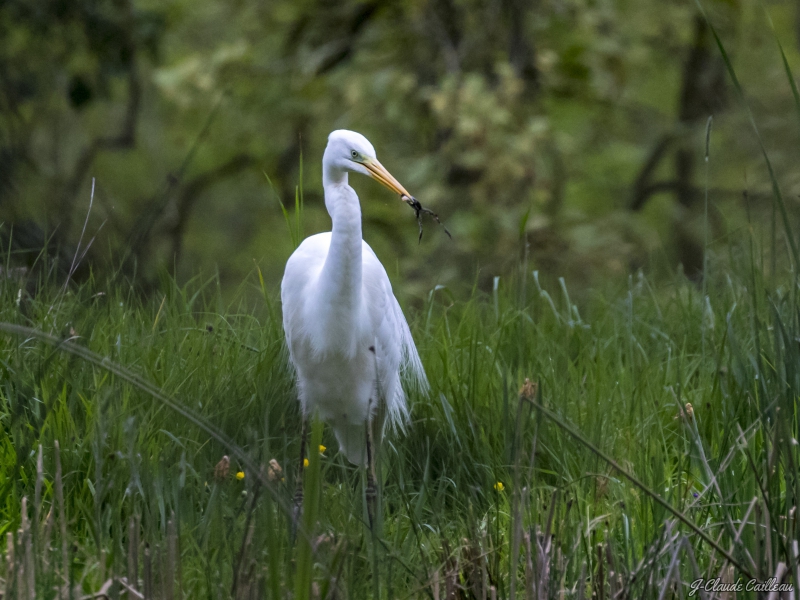 Photo Oiseaux Grande aigrette (Casmeroduis albus)