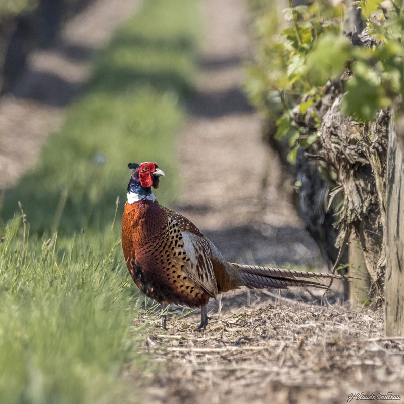 Photo Oiseaux Faisan de Colchide (Phasianus colchicus)