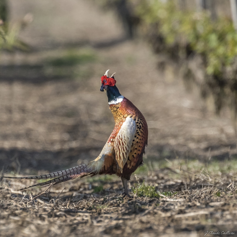 Photo Oiseaux Faisan de Colchide (Phasianus colchicus)