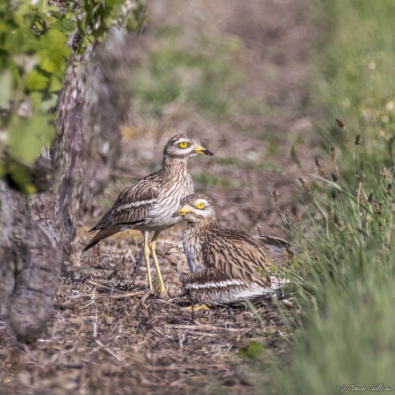 Photo Oiseaux Oedicnème criard (Burhinus oedicnemus) 