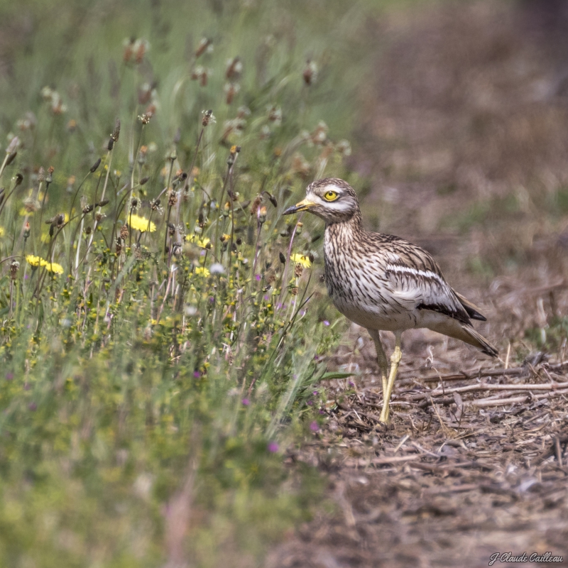 Photo Oiseaux Oedicnème criard (Burhinus oedicnemus) 