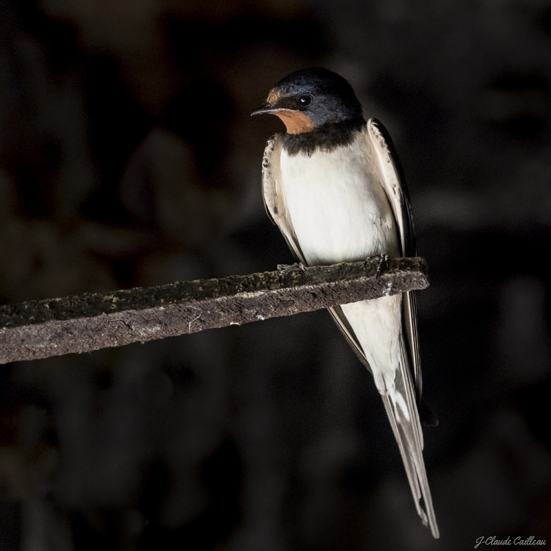 Photo Oiseaux Hirondelle rustique (Hirundo rustica)