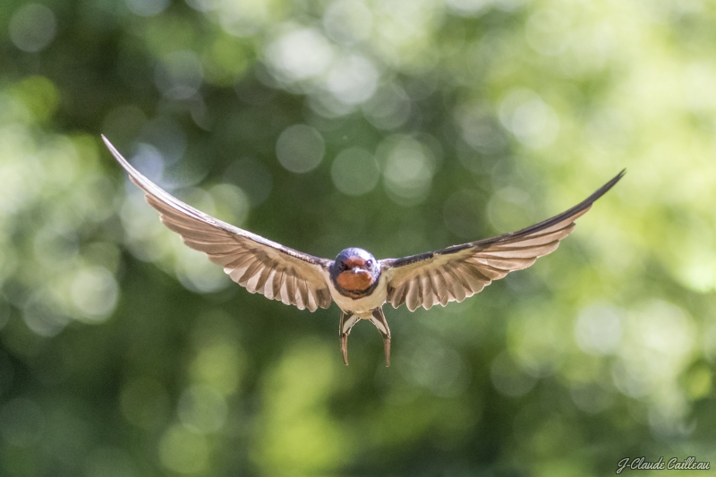 Photo Oiseaux Hirondelle rustique (Hirundo rustica)