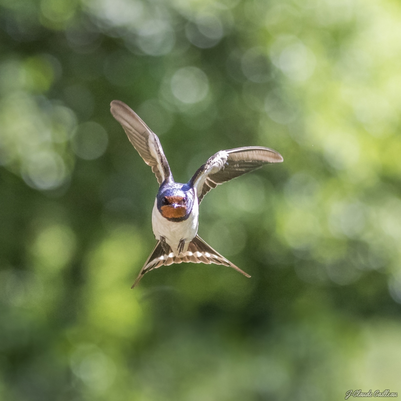 Photo Oiseaux Hirondelle rustique (Hirundo rustica)