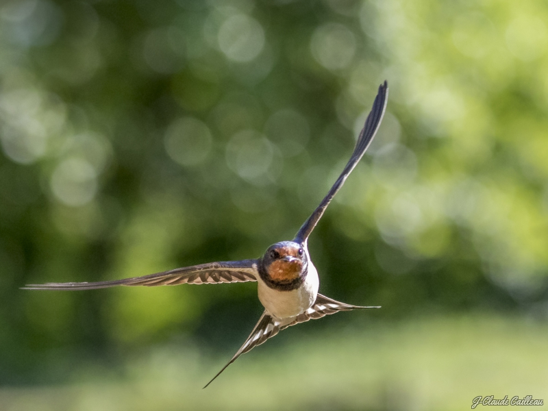 Photo Oiseaux Hirondelle rustique (Hirundo rustica)