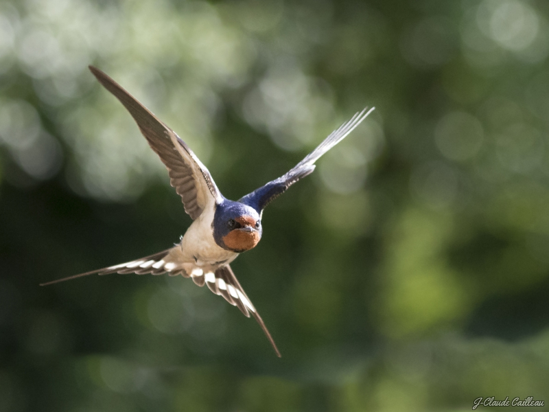 Photo Oiseaux Hirondelle rustique (Hirundo rustica)