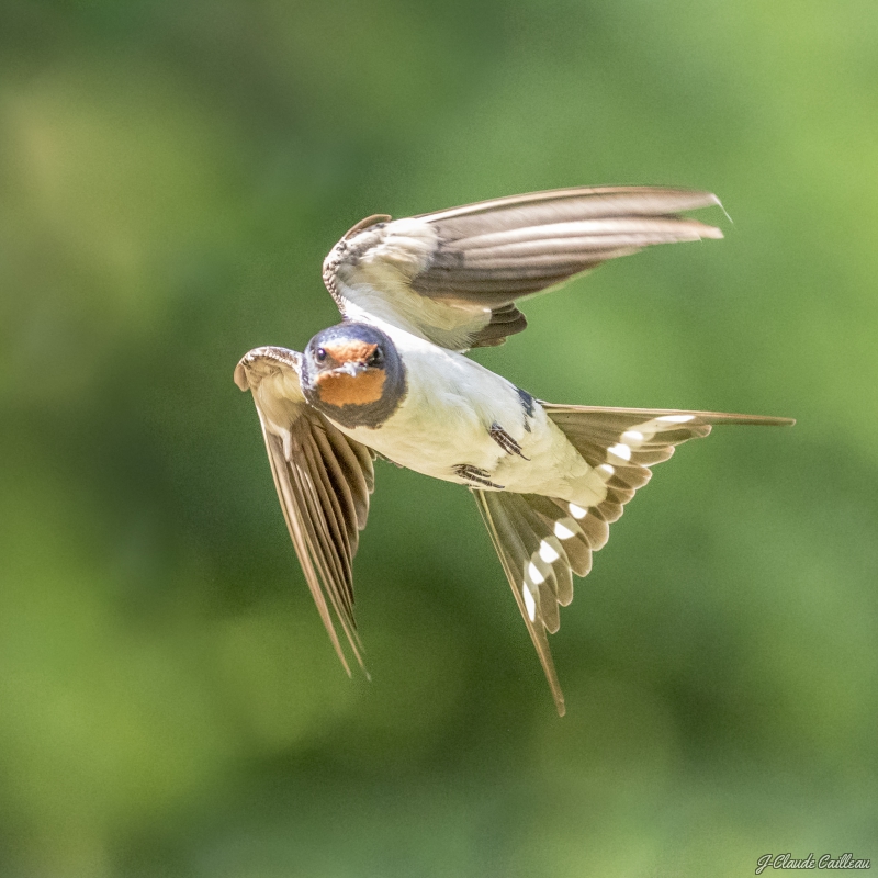 Photo Oiseaux Hirondelle rustique (Hirundo rustica)