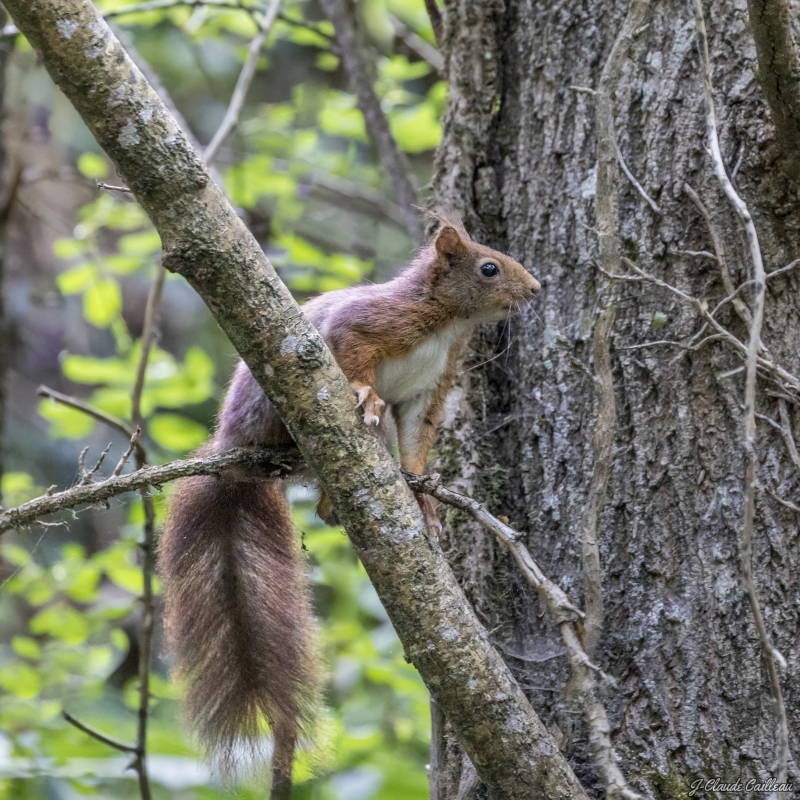 Photo Mammifères écureuil roux