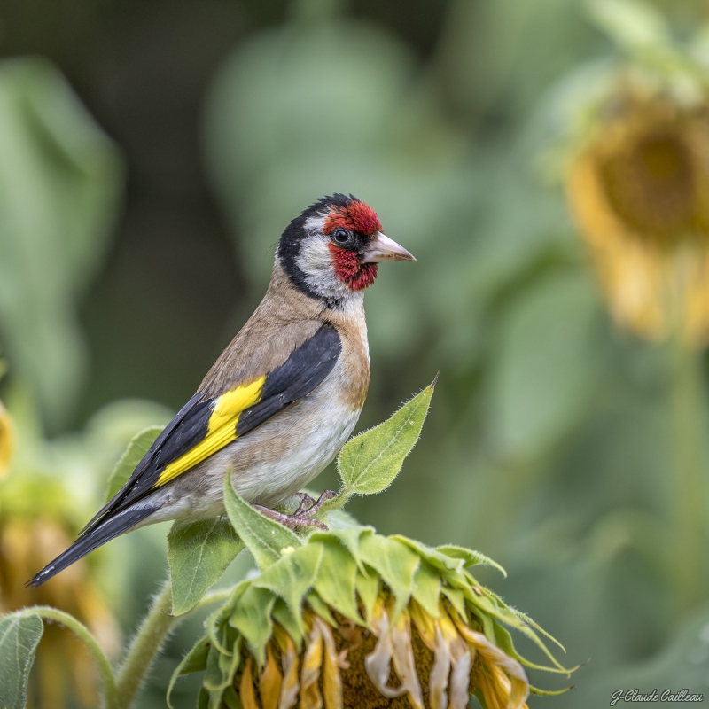 Photo Oiseaux Chardonneret élégant (Carduelis carduelis)