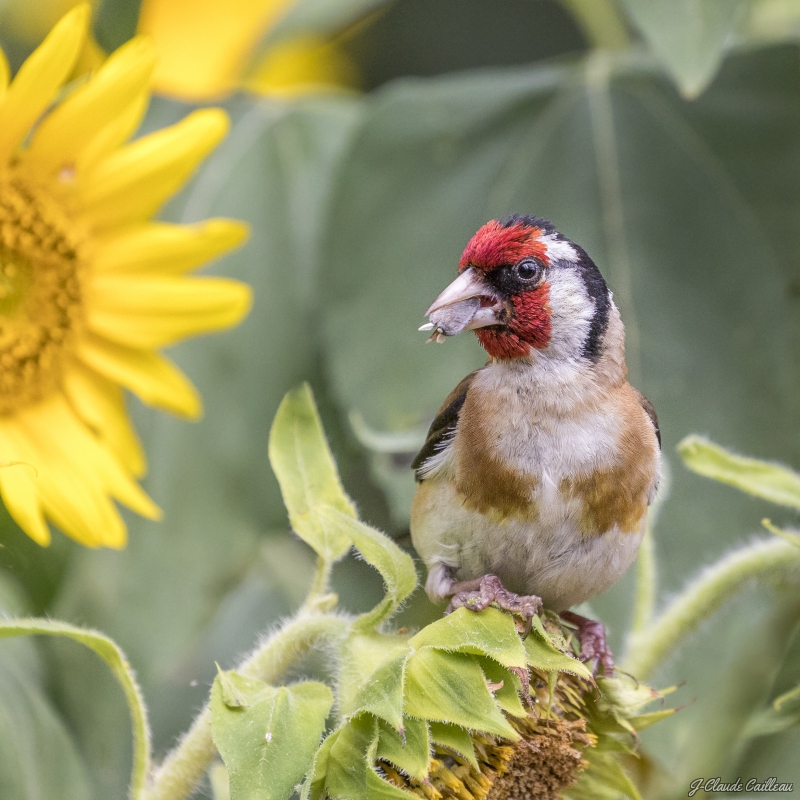 Photo Oiseaux Chardonneret élégant (Carduelis carduelis)