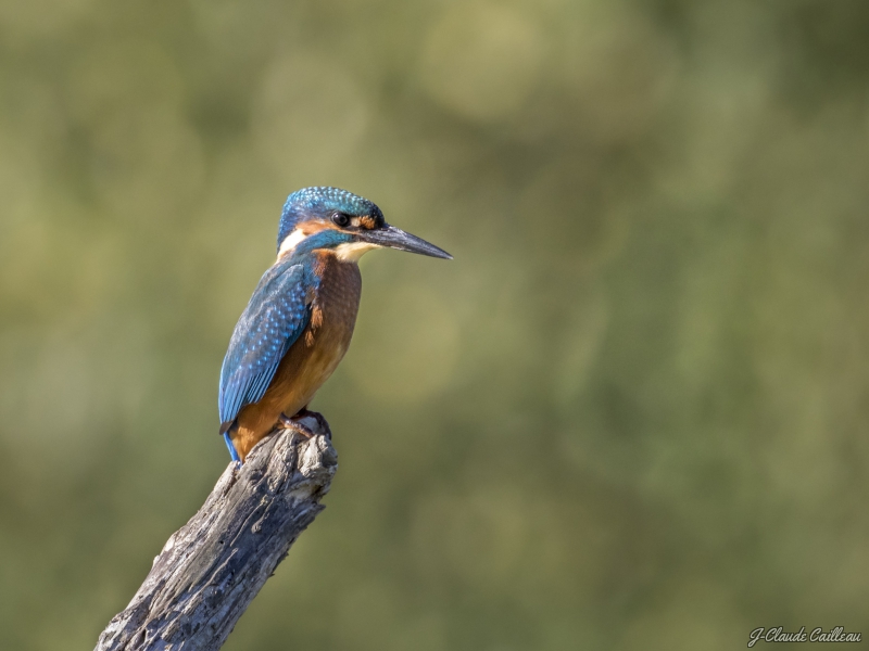 Photo Oiseaux Martin-pêcheur d'Europe (Alcedo atthis)