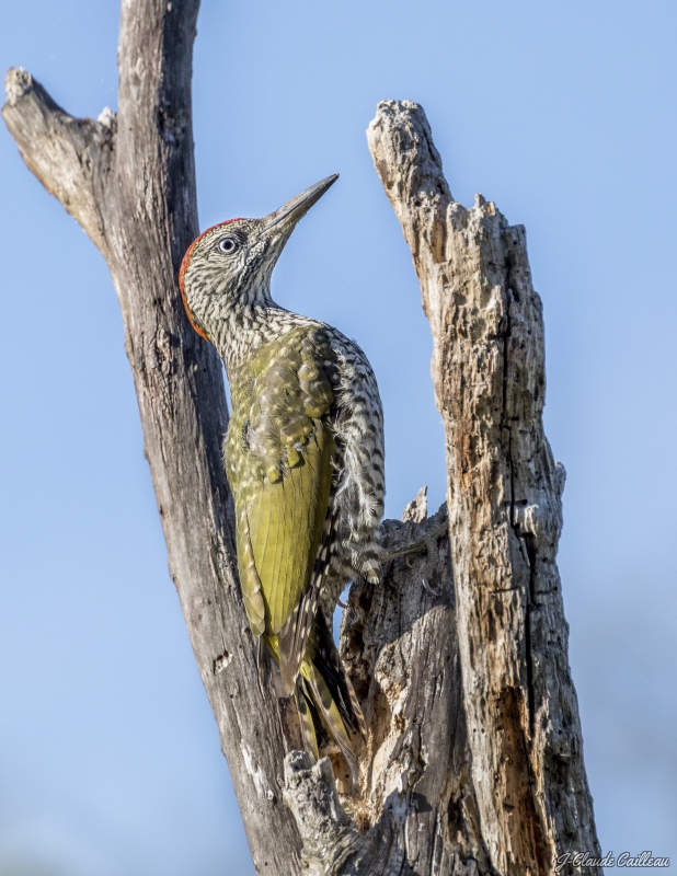 Photo Oiseaux Pic vert (Picus viridis)