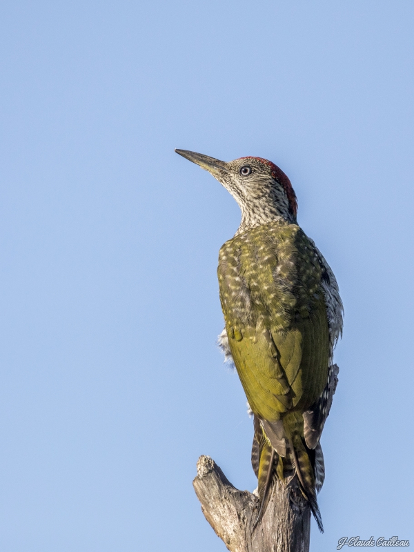 Photo Oiseaux Pic vert (Picus viridis)