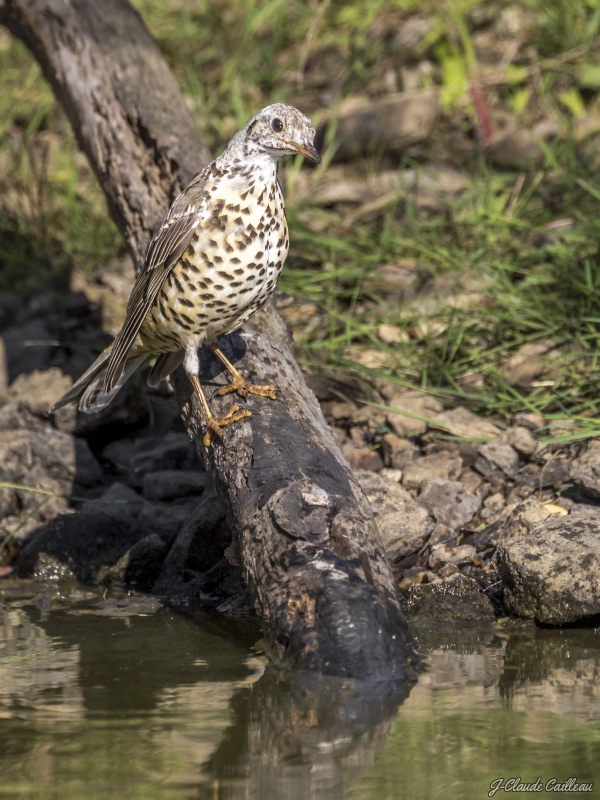 Photo Oiseaux Grive draine (Turdus viscivorus)