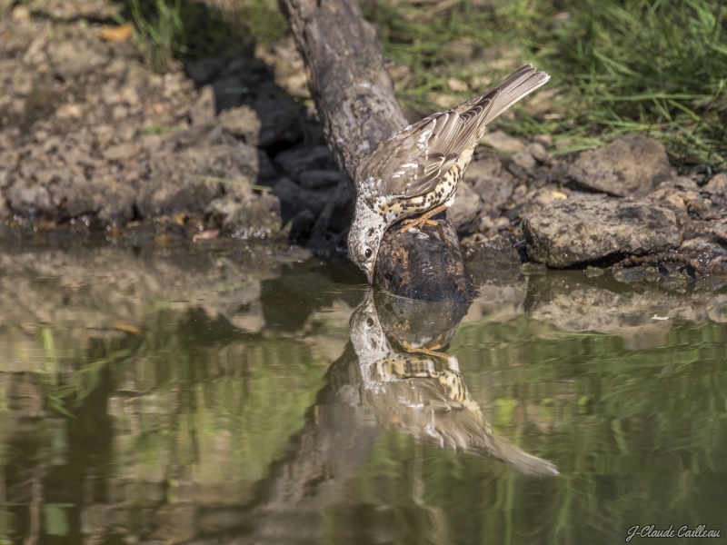 Photo Oiseaux Grive draine (Turdus viscivorus)