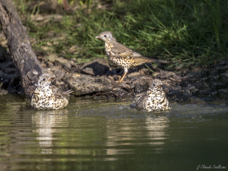 Photo Oiseaux Grive draine (Turdus viscivorus)