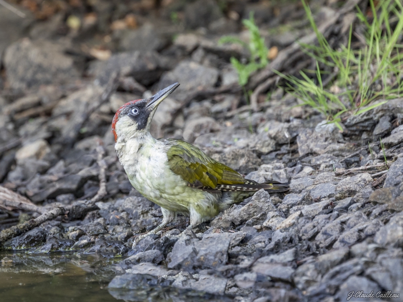 Photo Oiseaux Pic vert (Picus viridis)