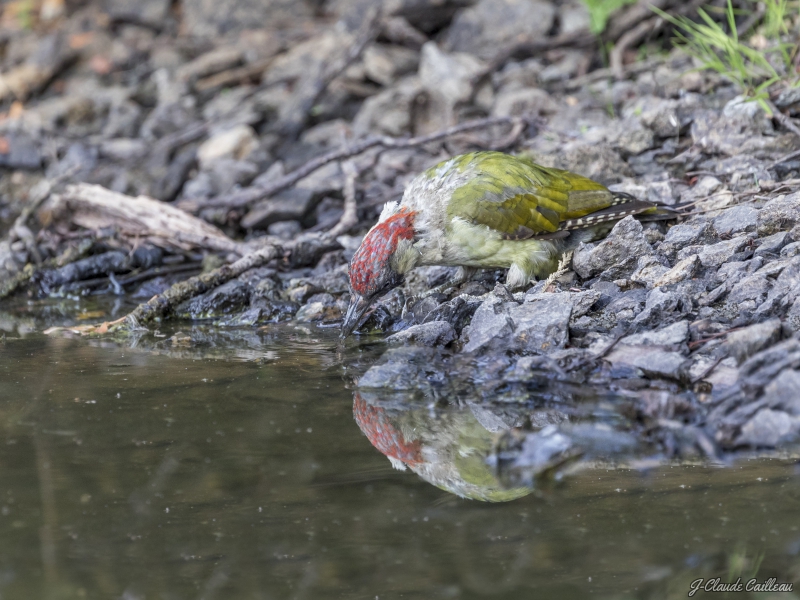 Photo Oiseaux Pic vert (Picus viridis)