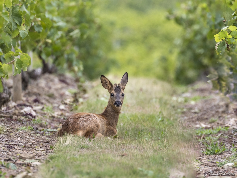 Photo Mammifères Chevreuil
