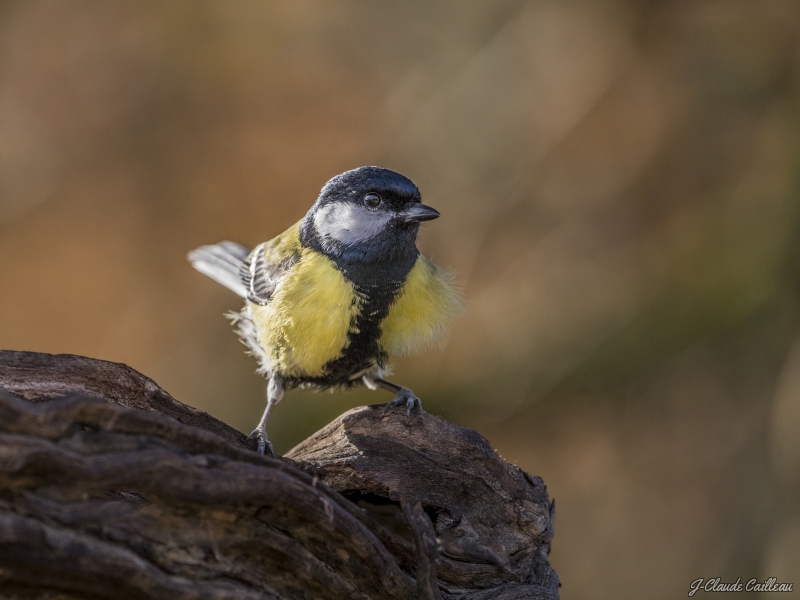 Photo Oiseaux Mésange charbonnière (Parus major)