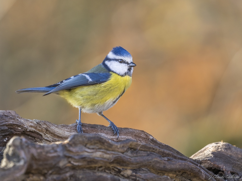 Photo Oiseaux Mésange bleue (Cyanistes caeruleus)