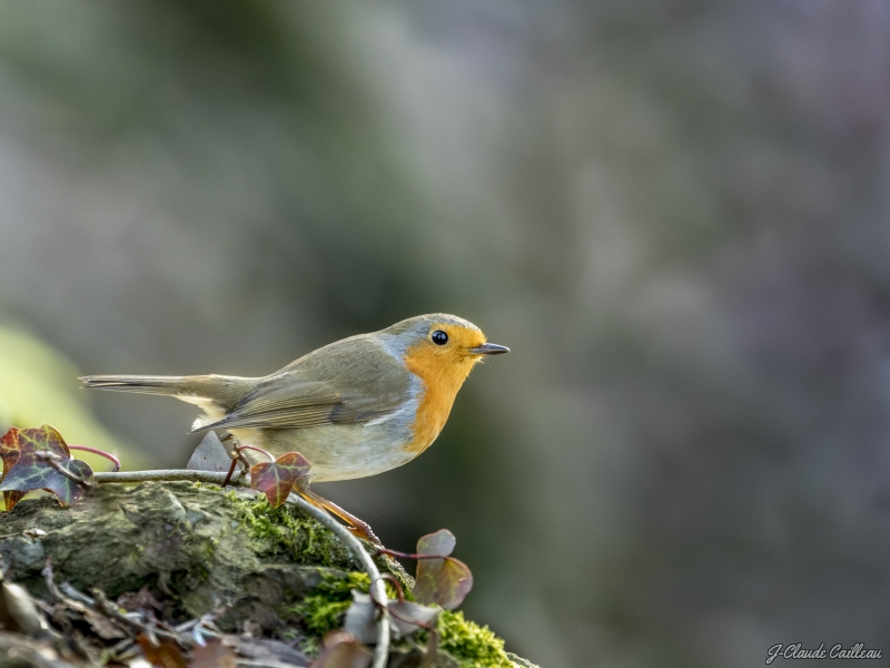 Photo Oiseaux Rougegorge familier