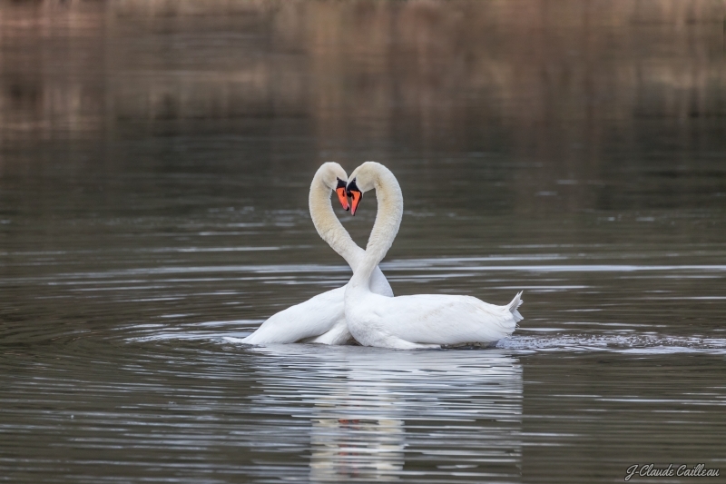 Photo Oiseaux Cygne tuberculé (Cygnus olor)