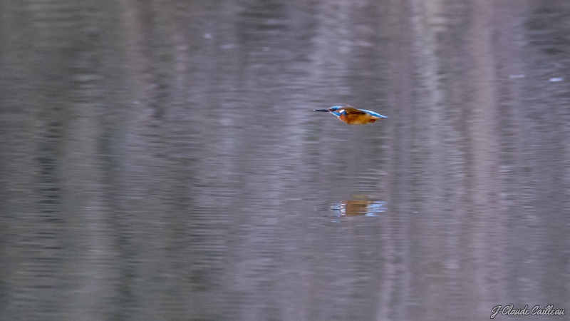 Photo Oiseaux Martin-pêcheur d'Europe (Alcedo atthis)