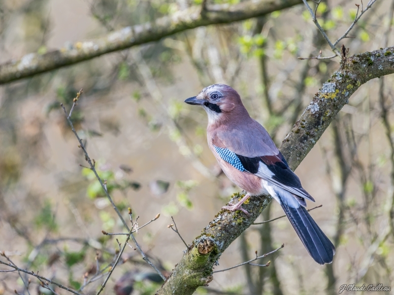 Photo Oiseaux Geai de chènes (Garrulus glandarius)