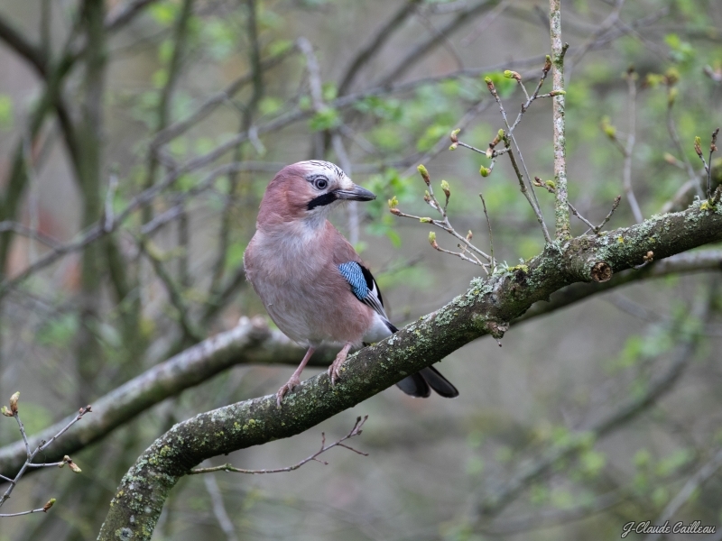 Photo Oiseaux Geai de chènes (Garrulus glandarius)