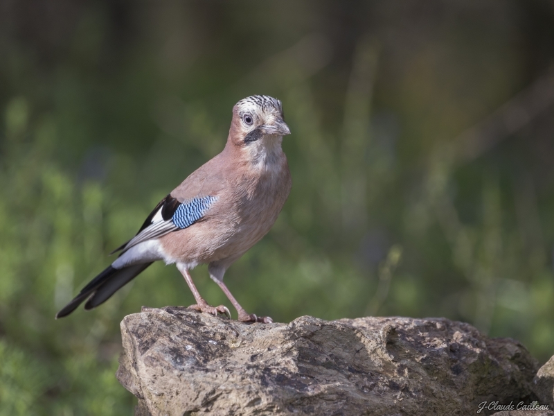 Photo Oiseaux Geai de chènes (Garrulus glandarius)