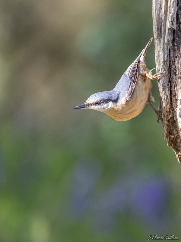 Photo Oiseaux Sittelle torchepot (Sitta europaea)