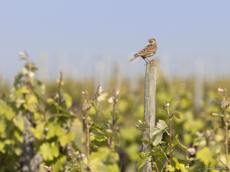 Photo Oiseaux Alouette des champs (Alauda arvensis)