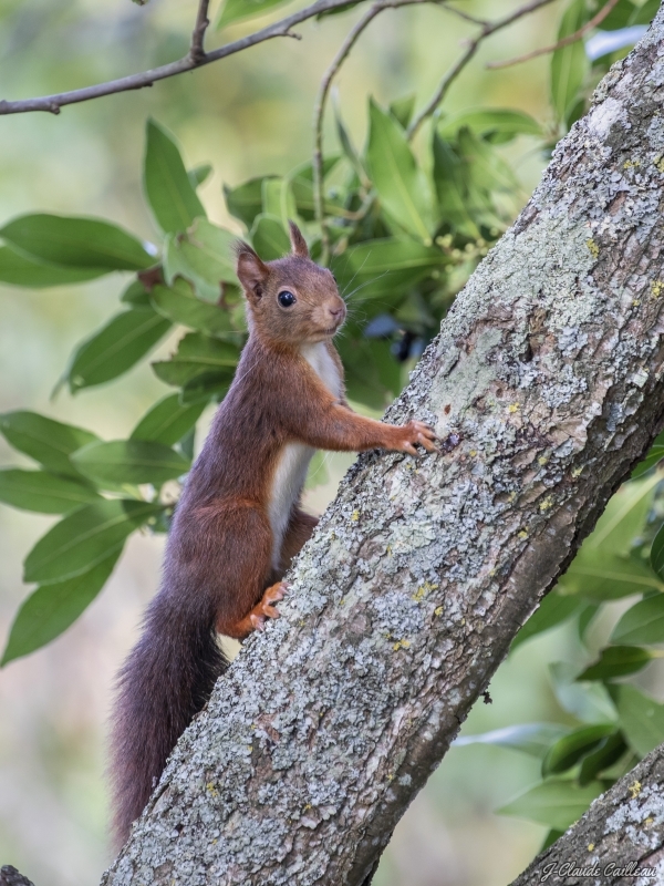 Photo Mammifères Ecureuil roux (Sciurus vulgaris)