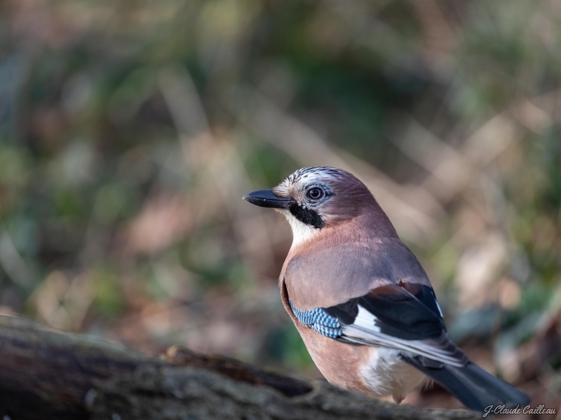 Photo Oiseaux Geai des chènes (Garrulus glandarius)