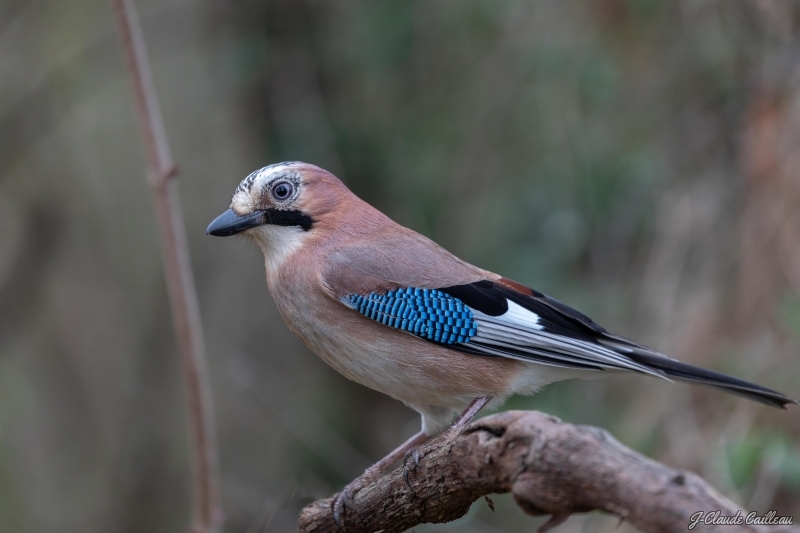 Photo Oiseaux Geai des chènes (Garrulus glandarius)