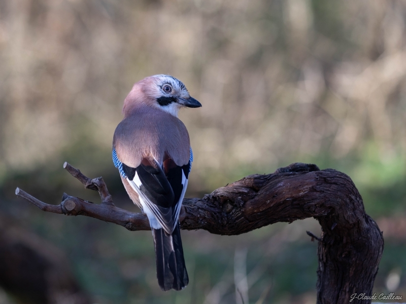 Photo Oiseaux Geai des chènes (Garrulus glandarius)