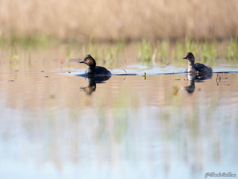 Photo Oiseaux Grèbe à cou noir (Podiceps nigricollis)