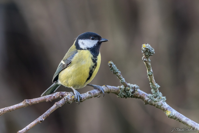 Photo Oiseaux Mésange charbonnière (Parus major)